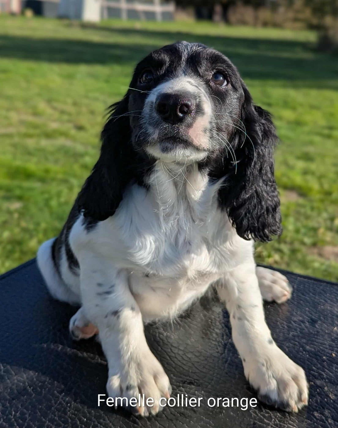 Du Domaine Charlésien - Chiots disponibles - English Springer Spaniel