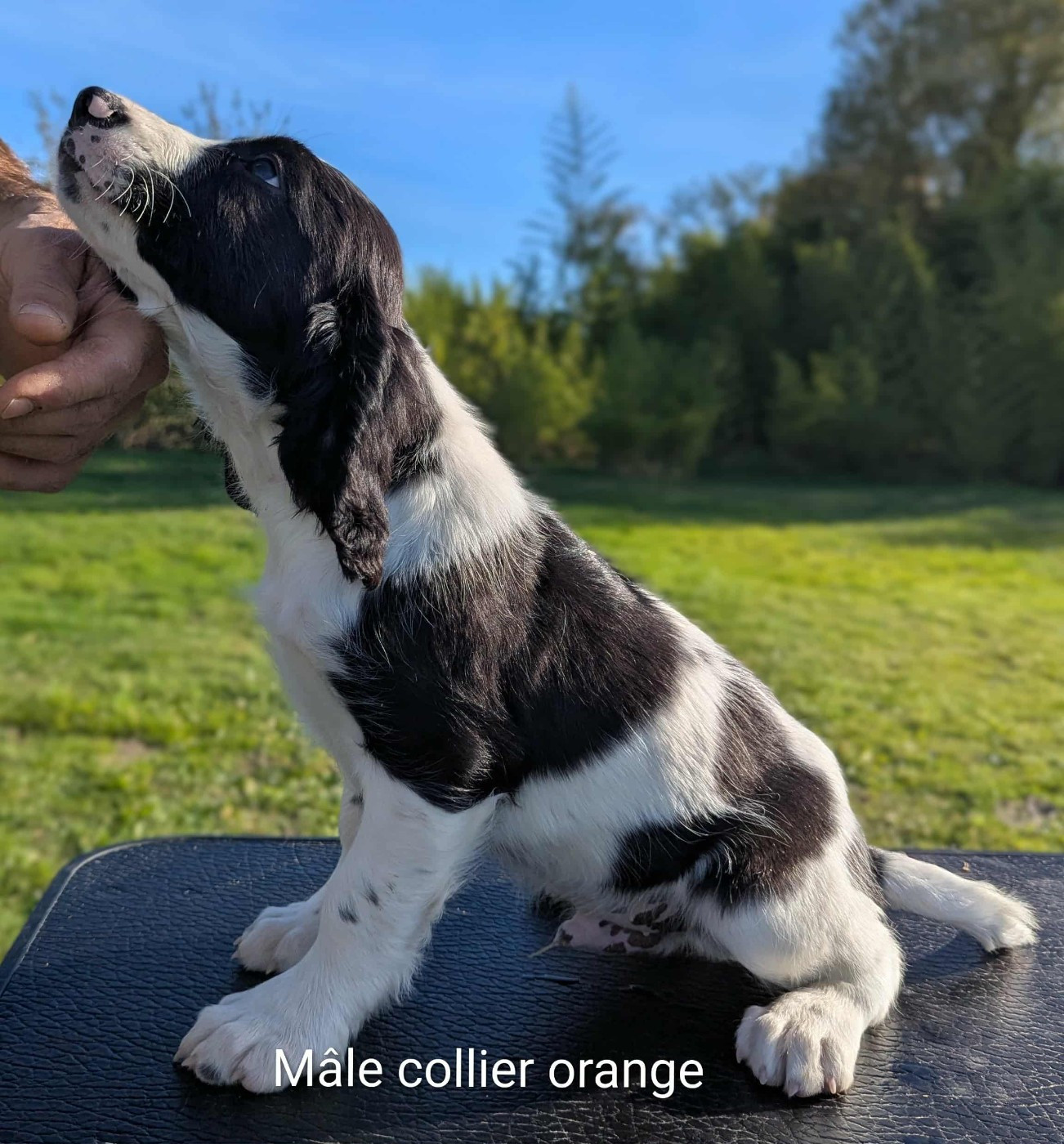 Du Domaine Charlésien - Chiots disponibles - English Springer Spaniel