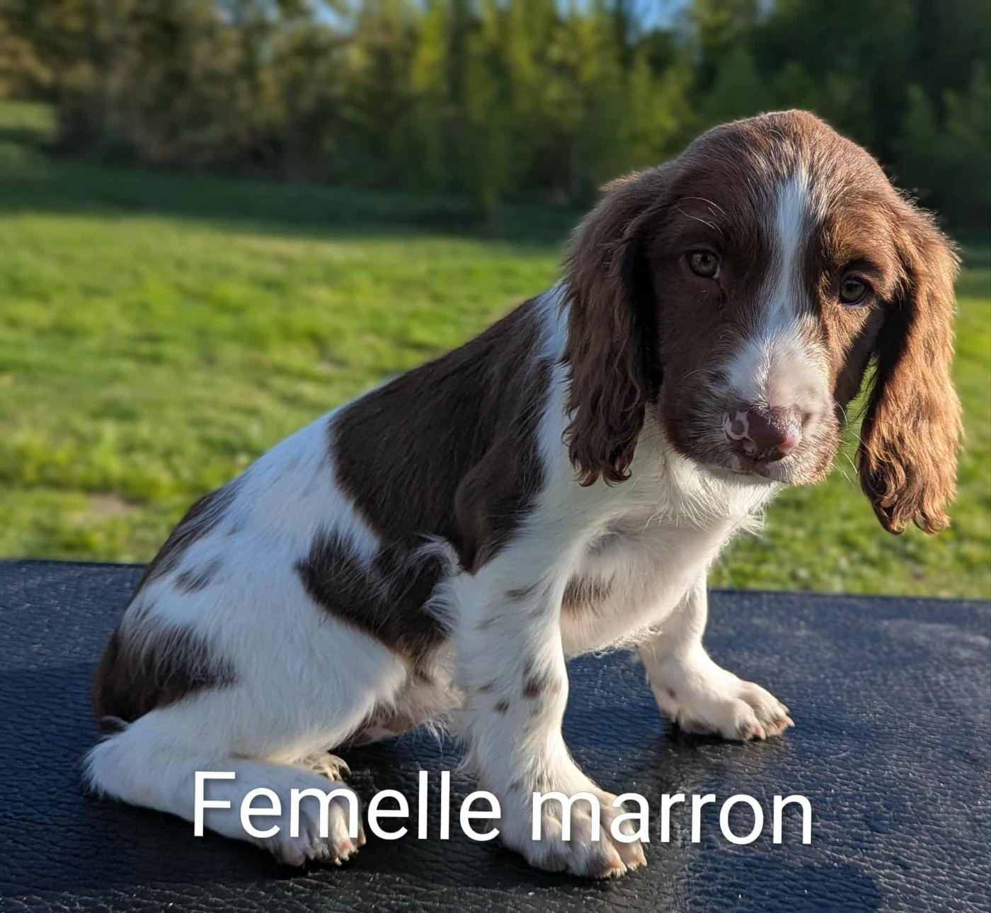 Du Domaine Charlésien - Chiots disponibles - English Springer Spaniel