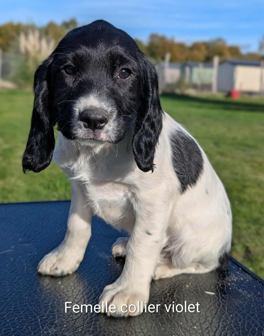 Du Domaine Charlésien - Chiots disponibles - English Springer Spaniel