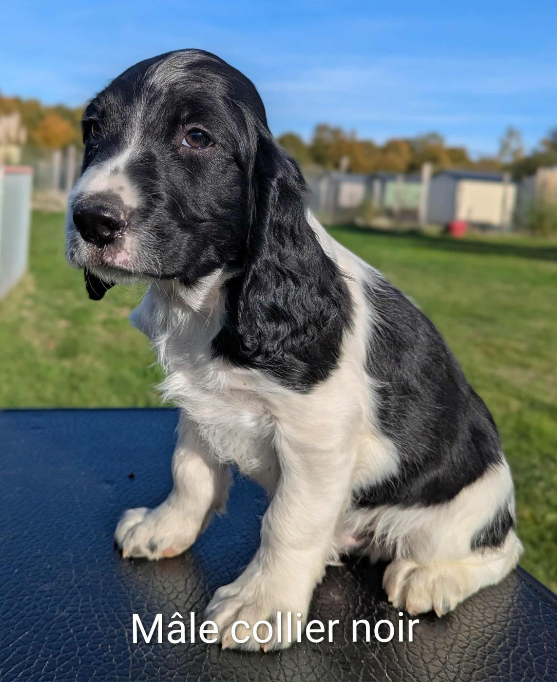 Du Domaine Charlésien - Chiots disponibles - English Springer Spaniel