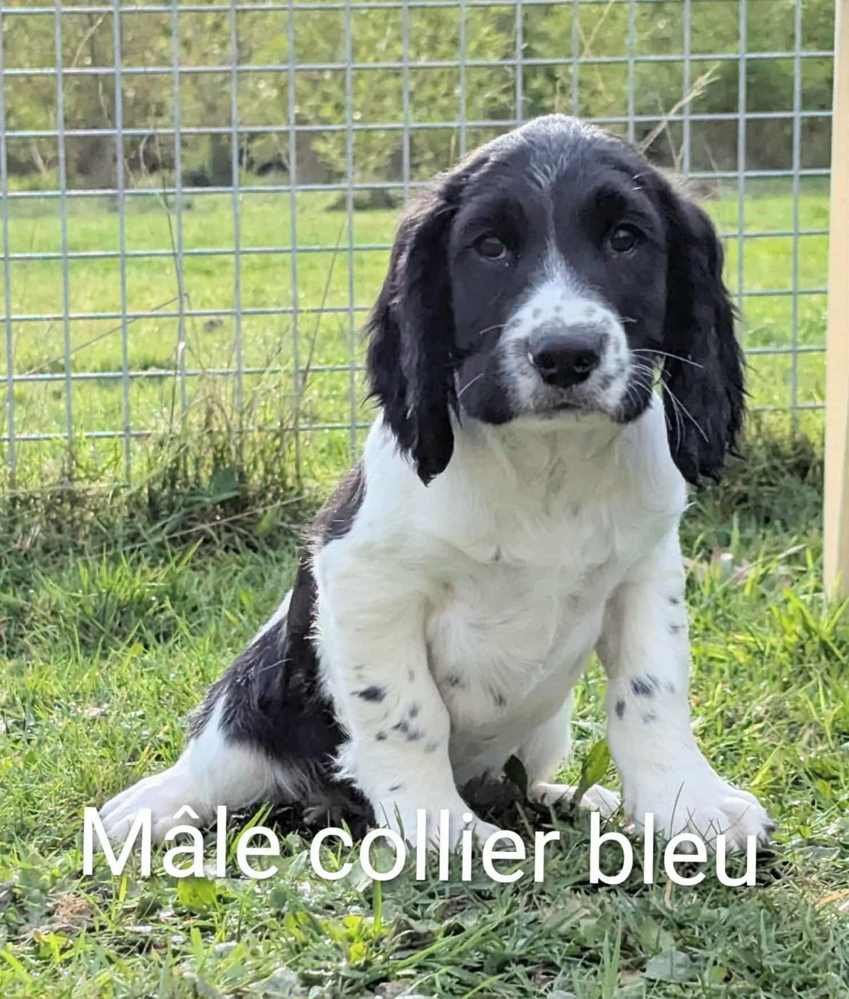Du Domaine Charlésien - Chiots disponibles - English Springer Spaniel