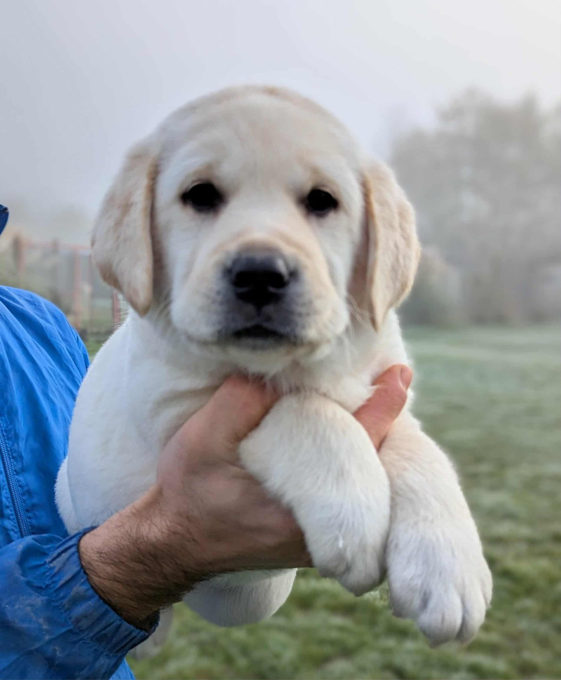 Du Domaine Charlésien - Chiots disponibles - Labrador Retriever