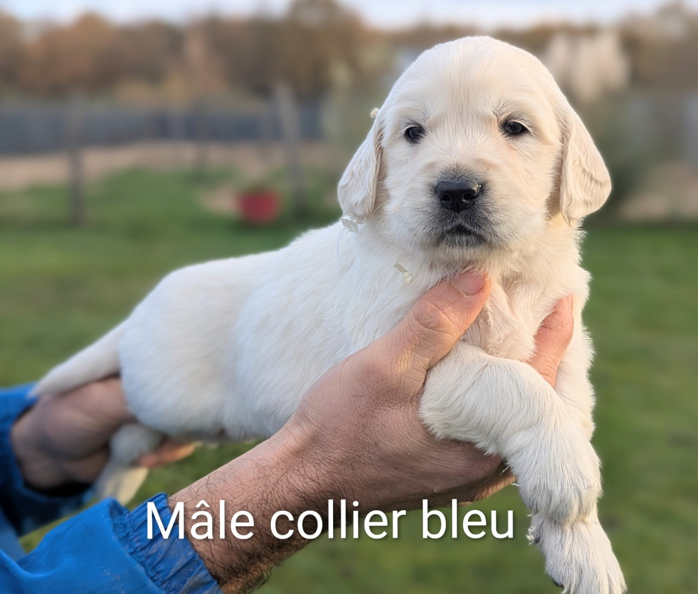 Du Domaine Charlésien - Golden Retriever - Portée née le 22/10/2025