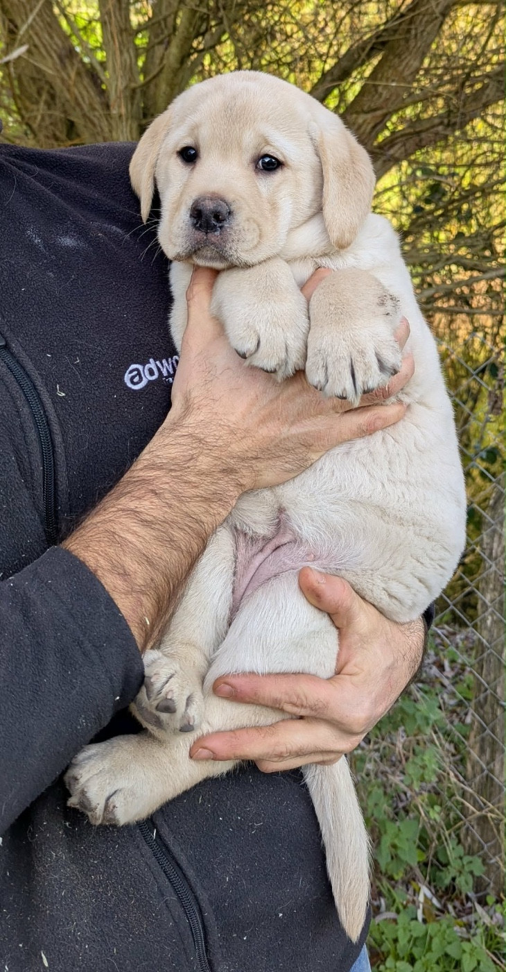 Du Domaine Charlésien - Labrador Retriever - Portée née le 10/10/2025