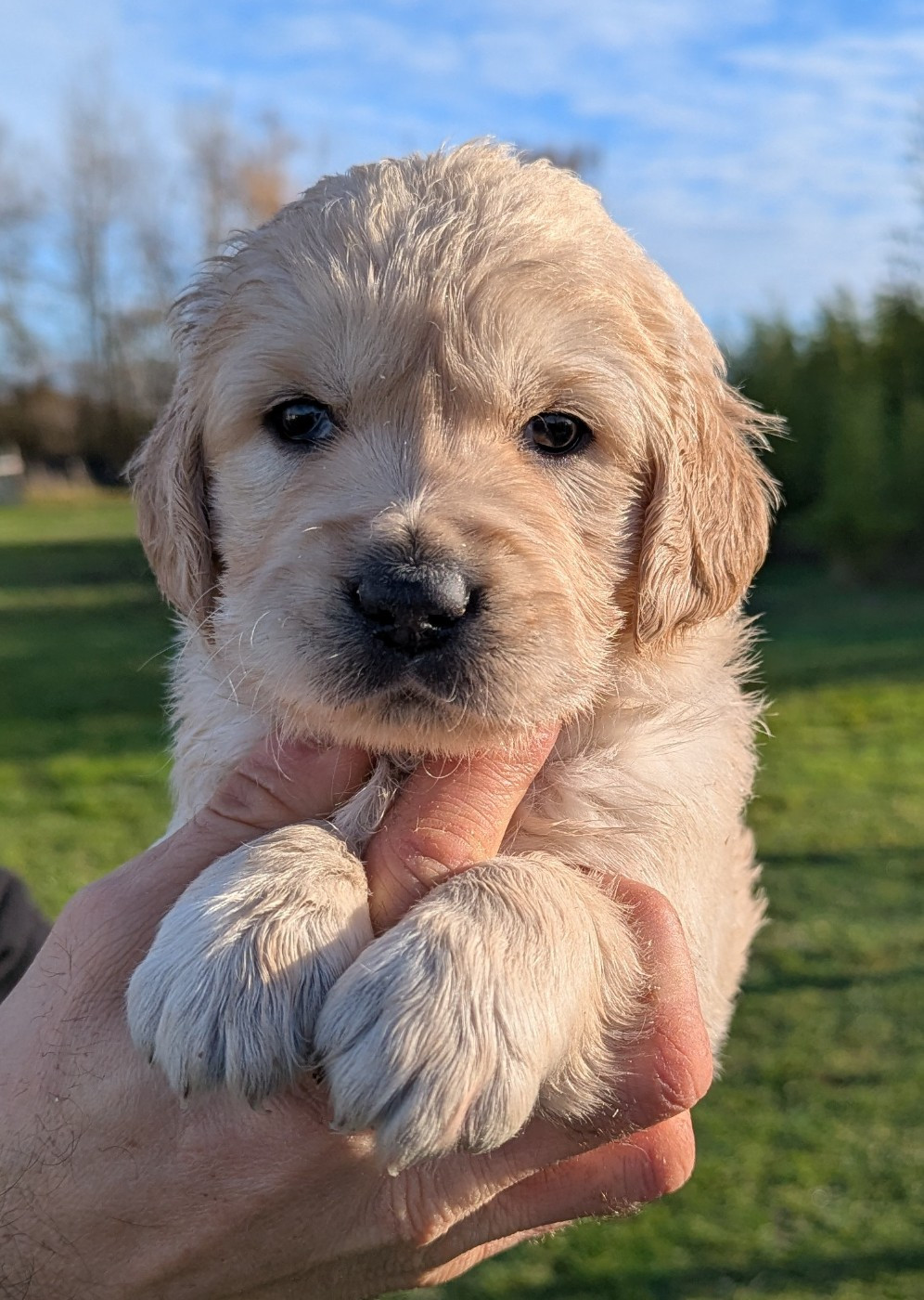 Du Domaine Charlésien - Golden Retriever - Portée née le 04/11/2025