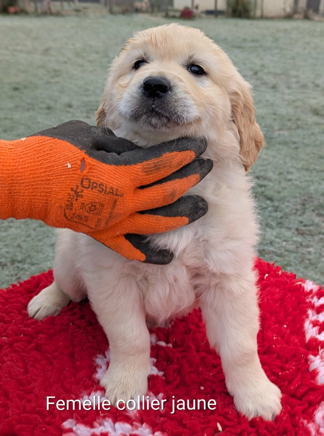 Du Domaine Charlésien - Golden Retriever - Portée née le 04/11/2025