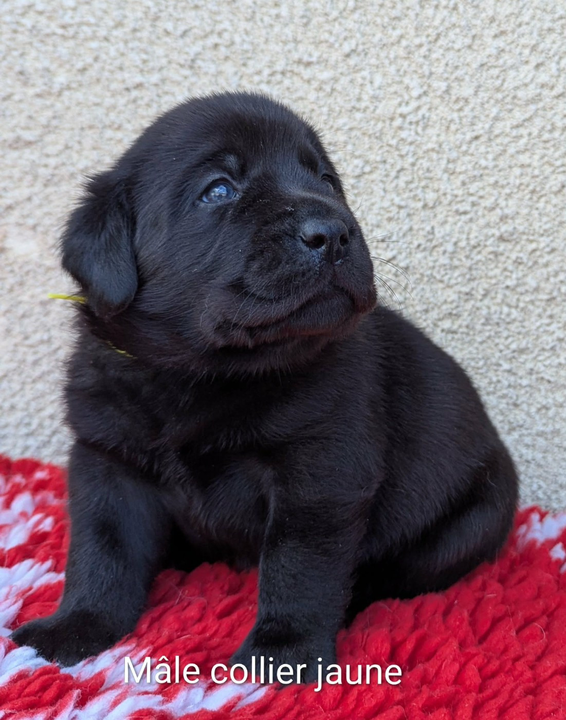 Du Domaine Charlésien - Chiots disponibles - Labrador Retriever