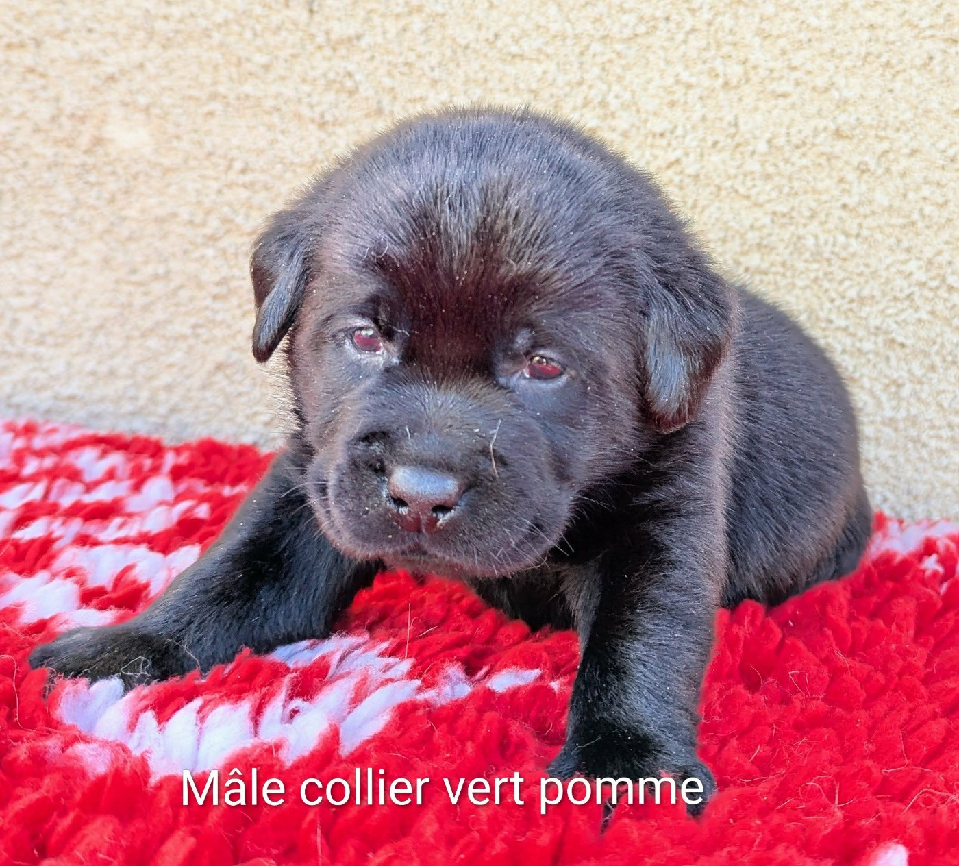 Du Domaine Charlésien - Chiots disponibles - Labrador Retriever