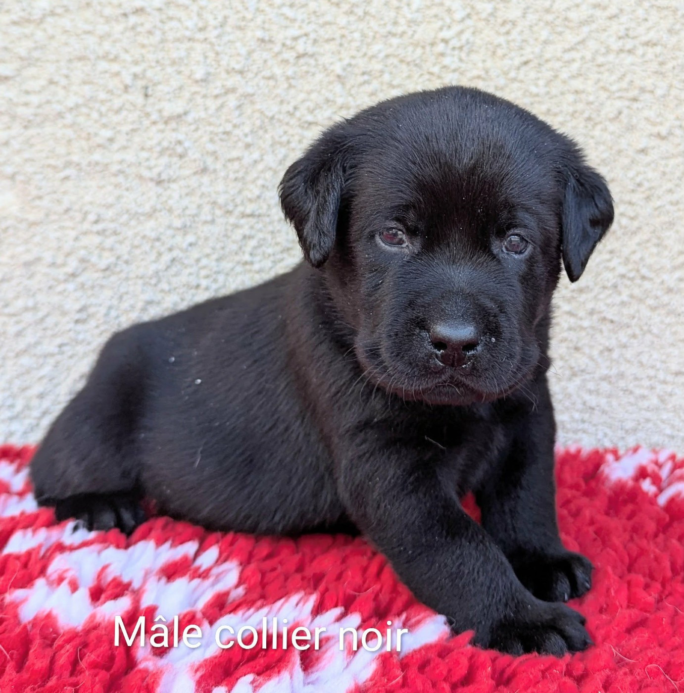 Du Domaine Charlésien - Chiots disponibles - Labrador Retriever