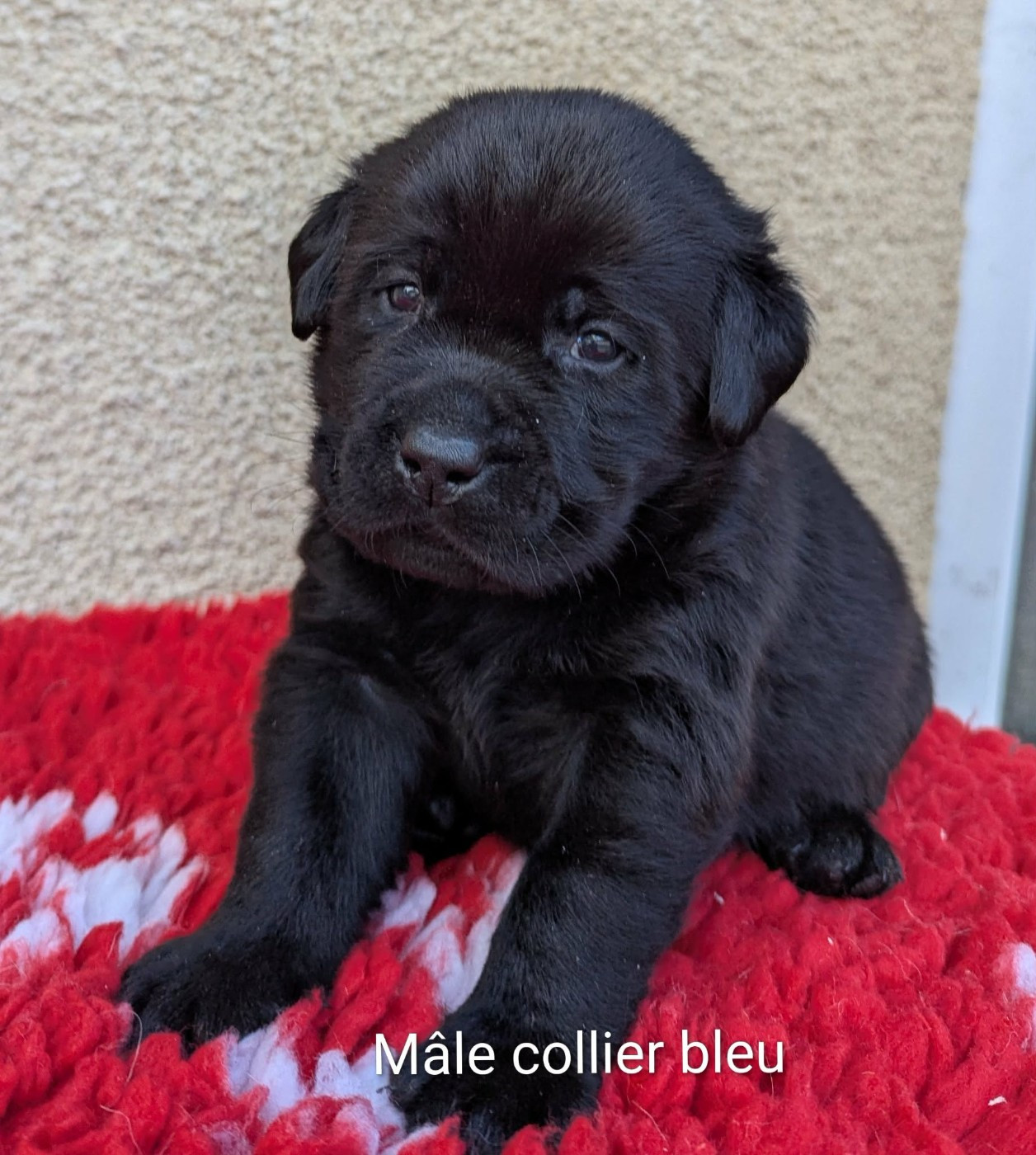 Du Domaine Charlésien - Chiots disponibles - Labrador Retriever