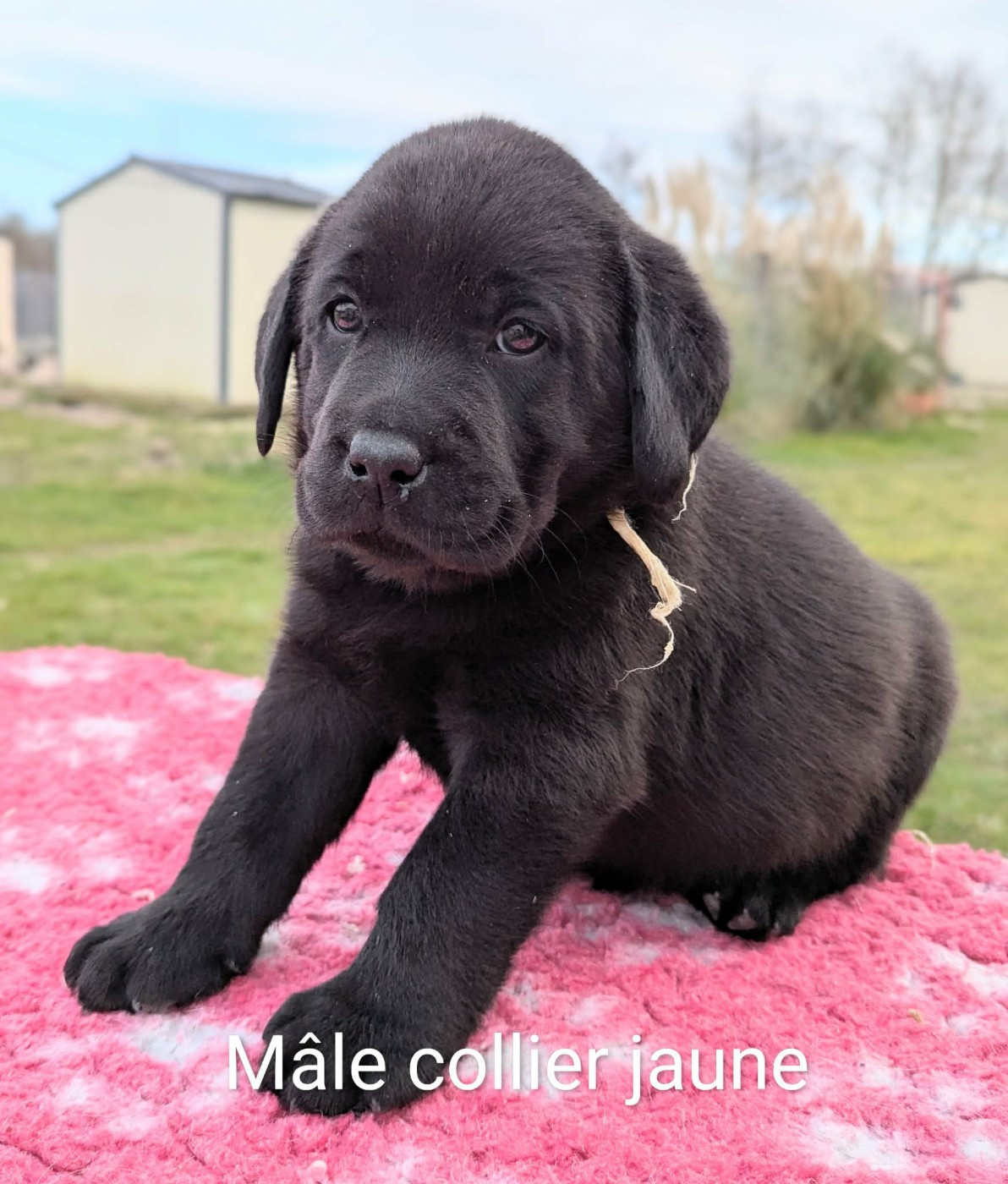 Du Domaine Charlésien - Chiots disponibles - Labrador Retriever