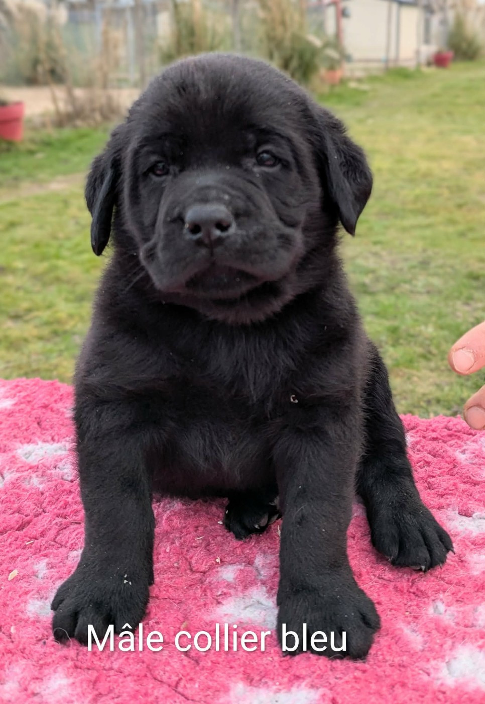 Du Domaine Charlésien - Chiots disponibles - Labrador Retriever