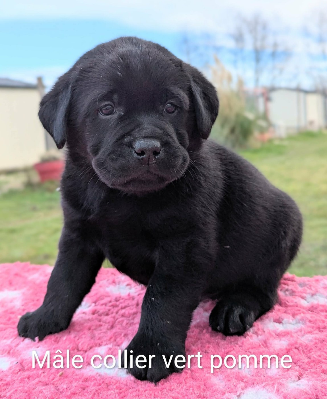 Du Domaine Charlésien - Chiots disponibles - Labrador Retriever