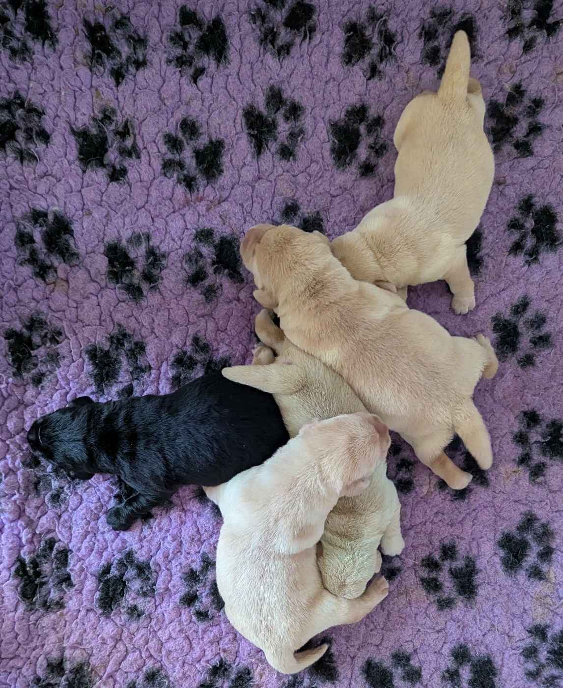 Du Domaine Charlésien - Chiots disponibles - Labrador Retriever