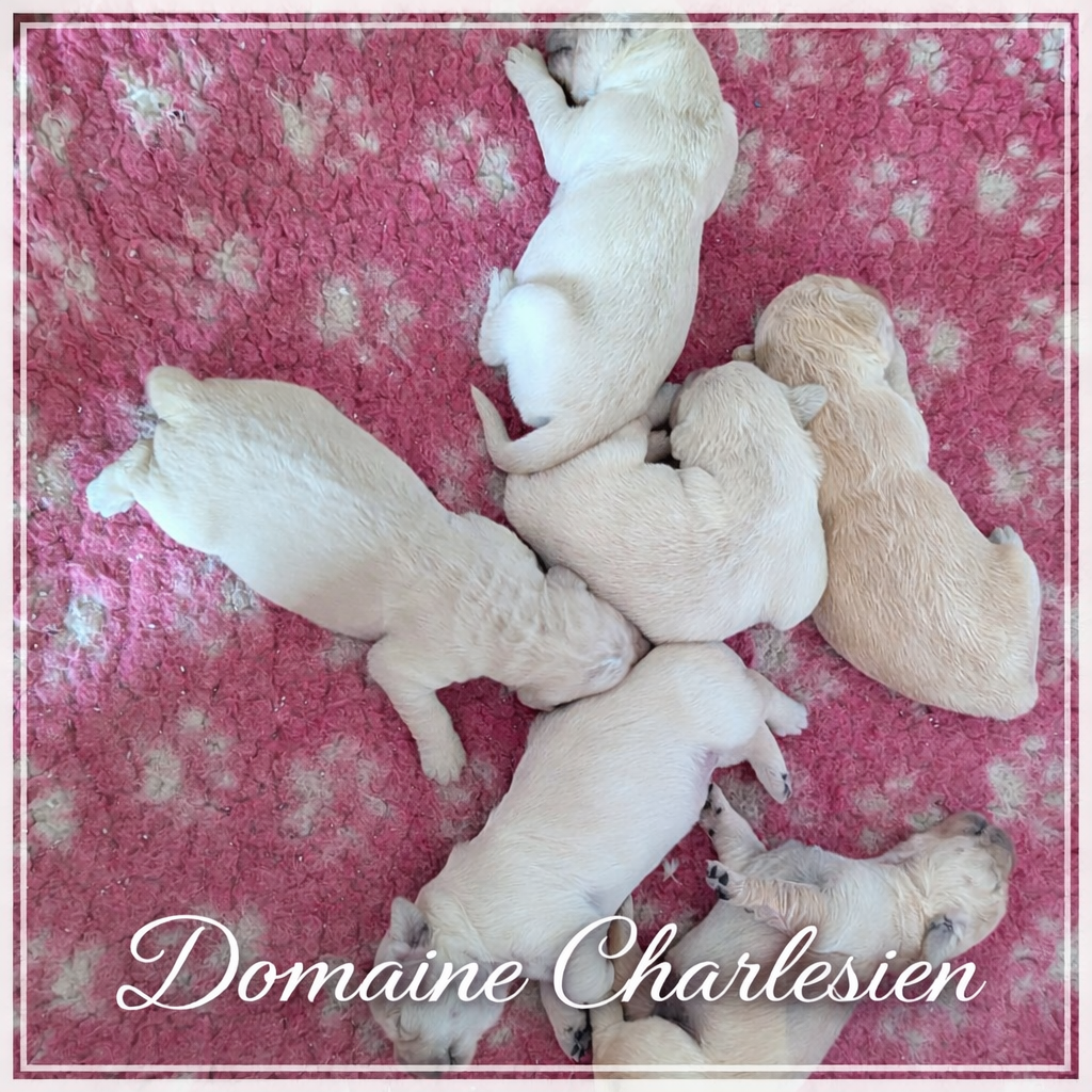 Du Domaine Charlésien - Golden Retriever - Portée née le 20/02/2026