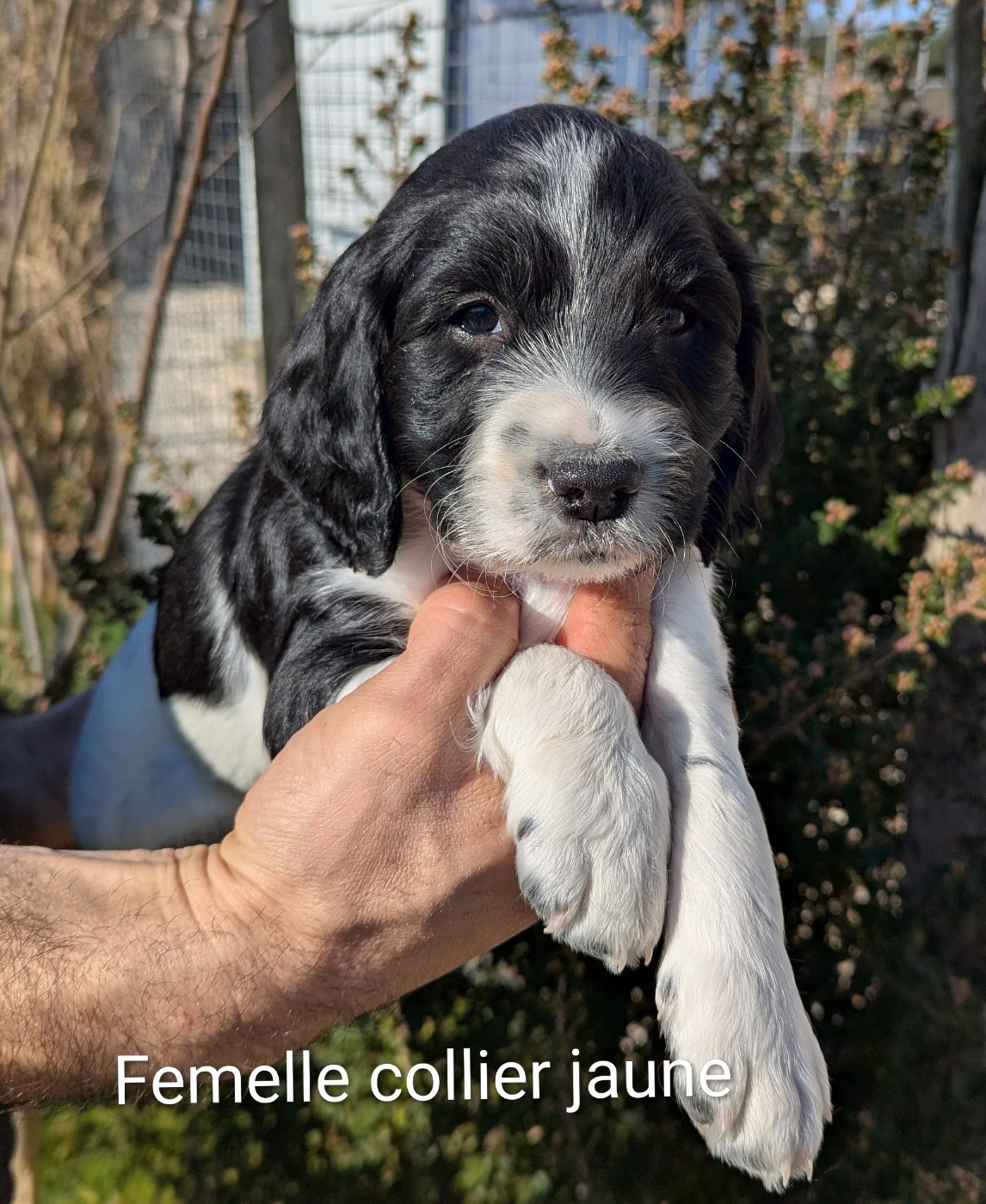 Du Domaine Charlésien - English Springer Spaniel - Portée née le 24/01/2026