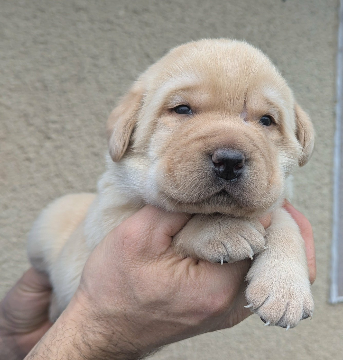 Du Domaine Charlésien - Chiots disponibles - Labrador Retriever