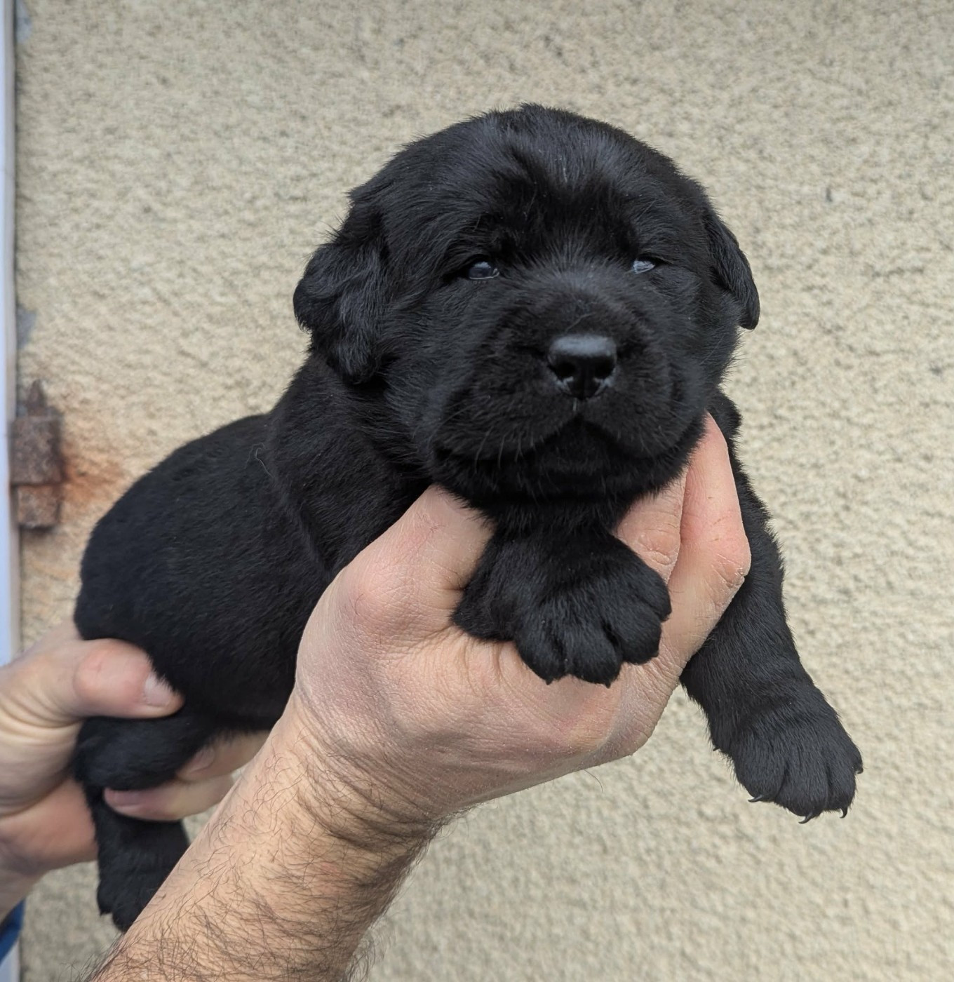 Du Domaine Charlésien - Chiots disponibles - Labrador Retriever