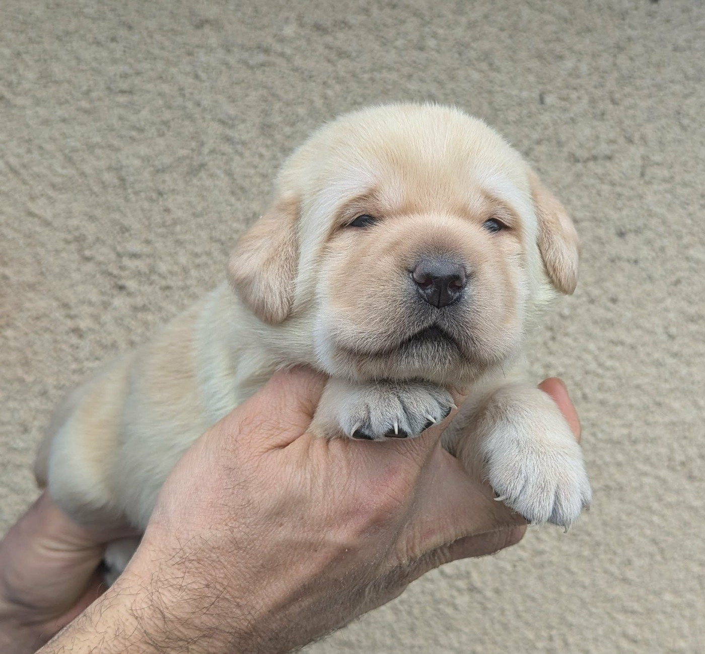 Du Domaine Charlésien - Chiots disponibles - Labrador Retriever