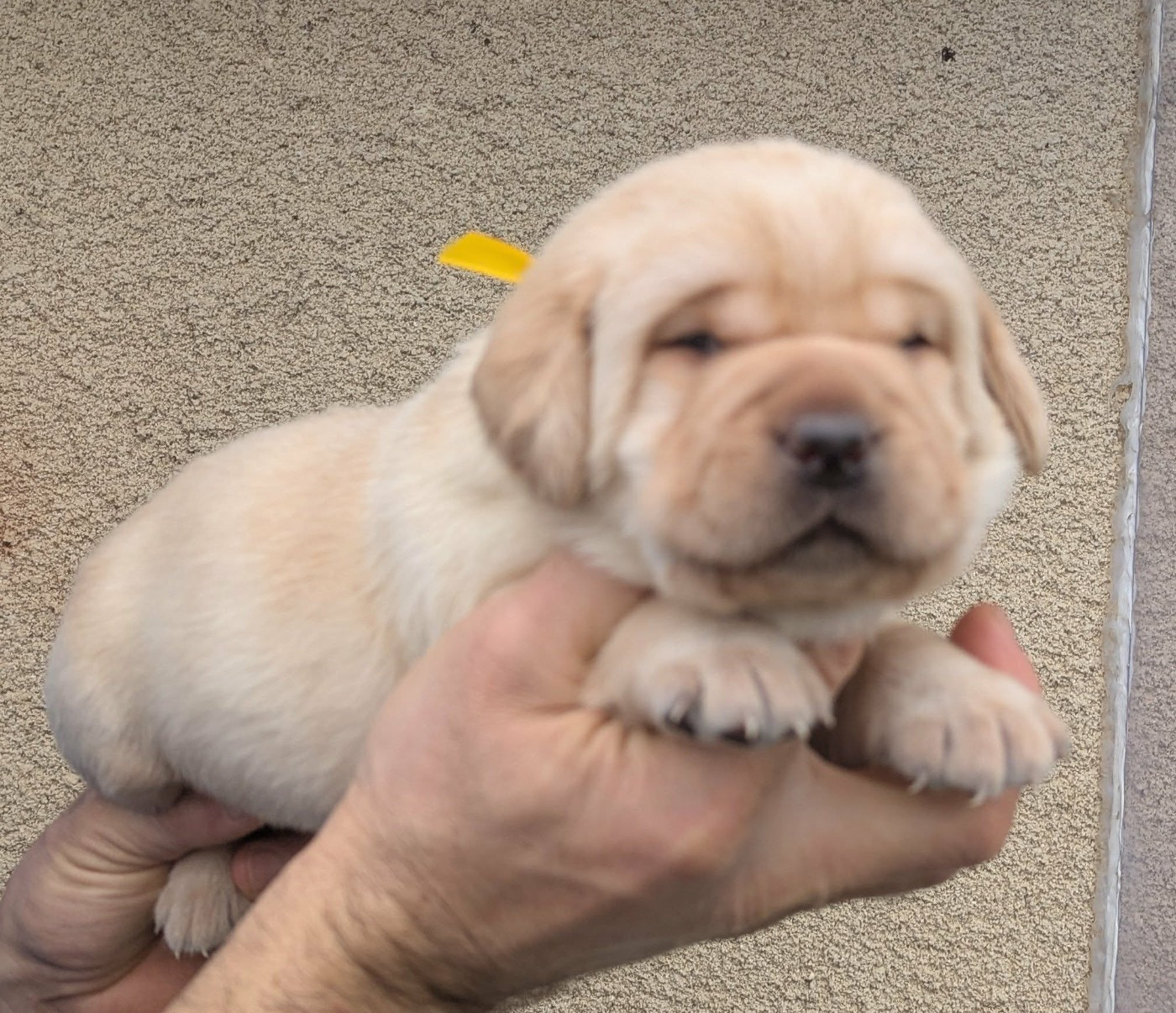 Du Domaine Charlésien - Chiots disponibles - Labrador Retriever