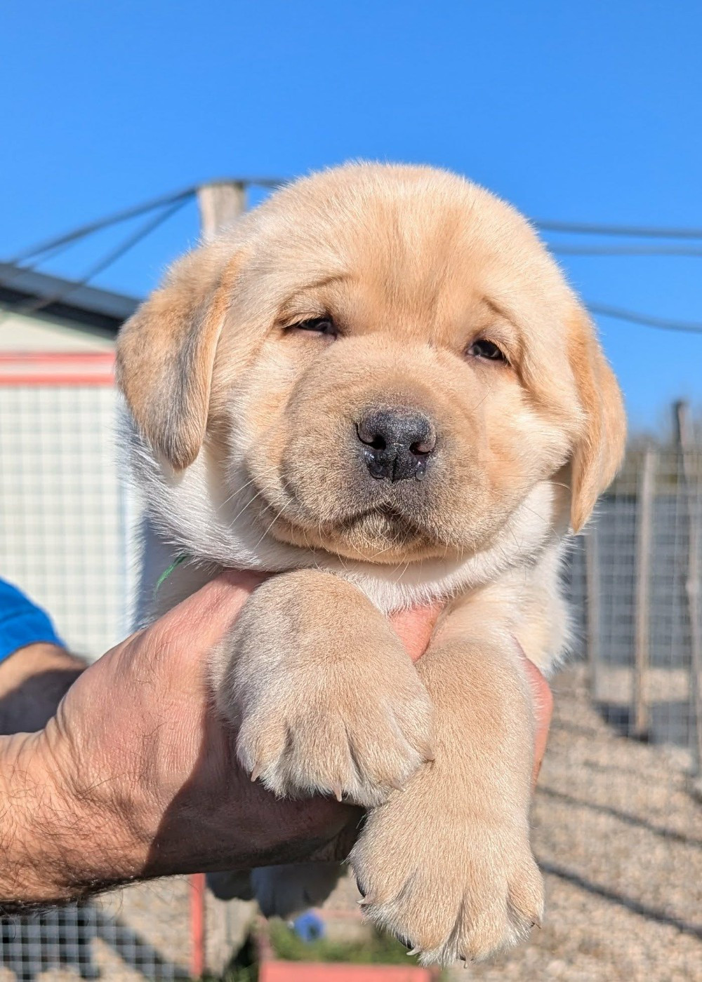 Du Domaine Charlésien - Chiots disponibles - Labrador Retriever