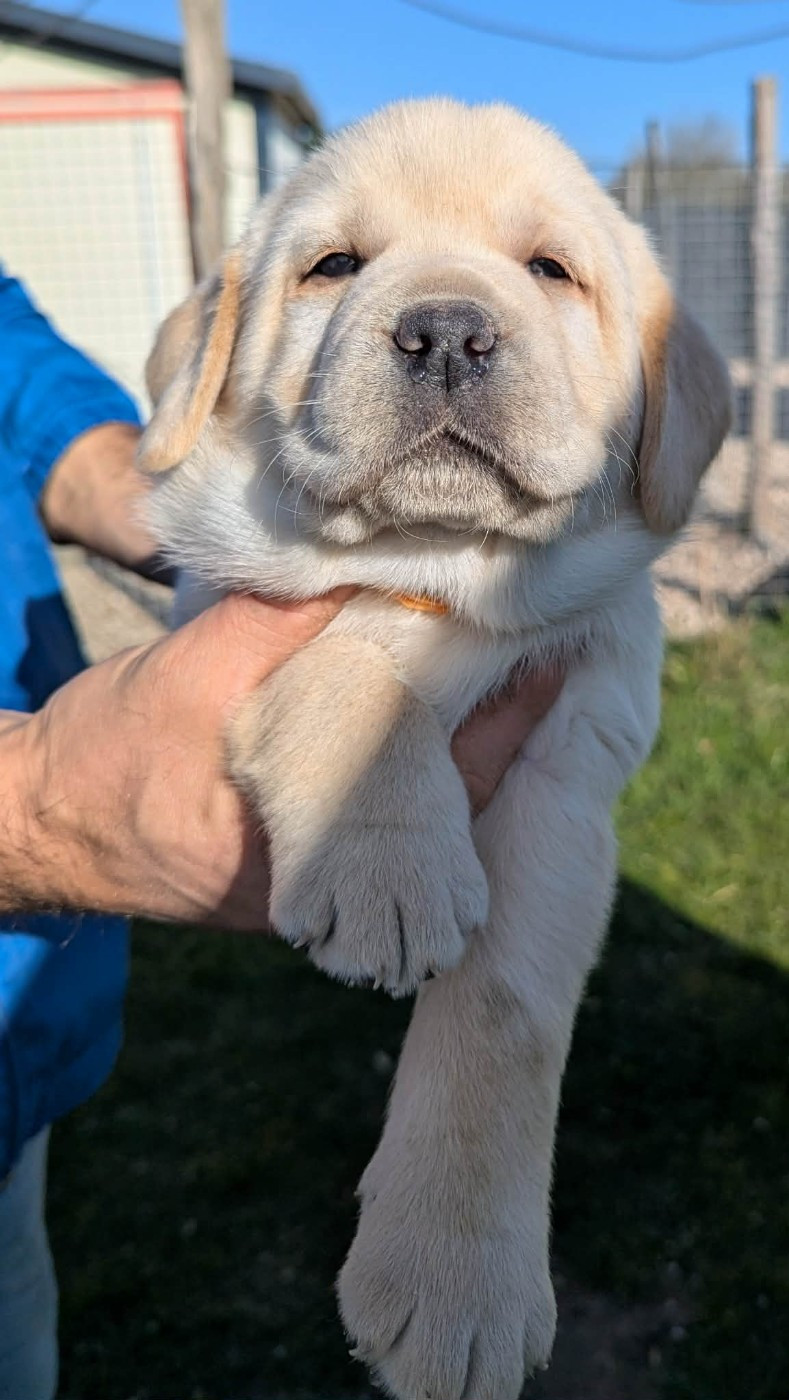 Du Domaine Charlésien - Chiots disponibles - Labrador Retriever