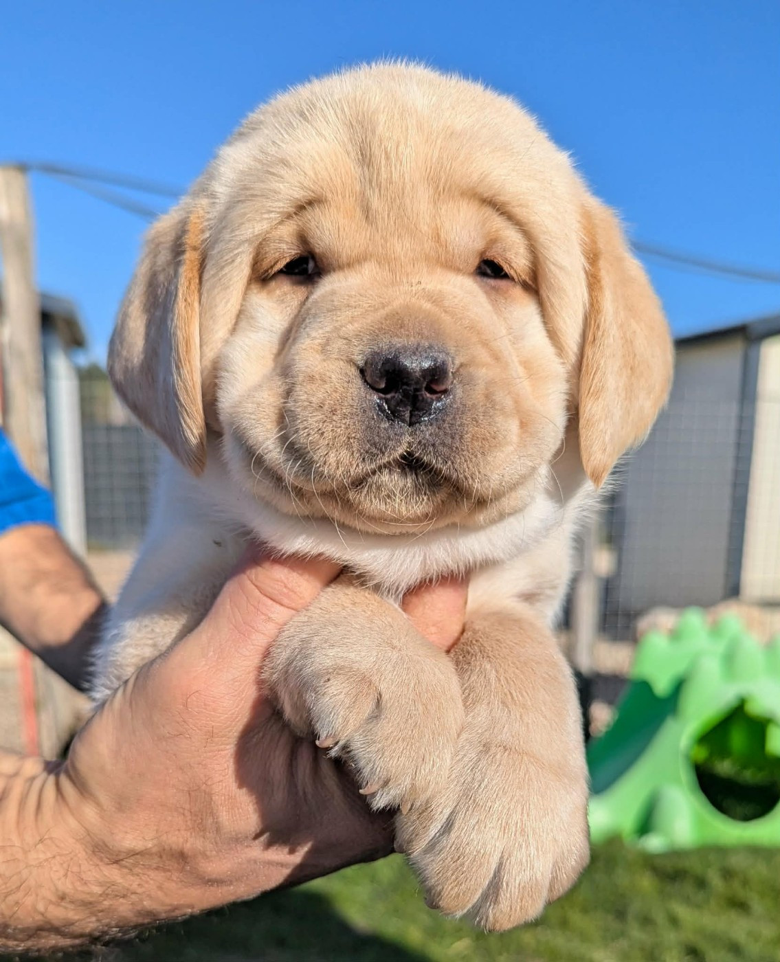 Du Domaine Charlésien - Chiots disponibles - Labrador Retriever