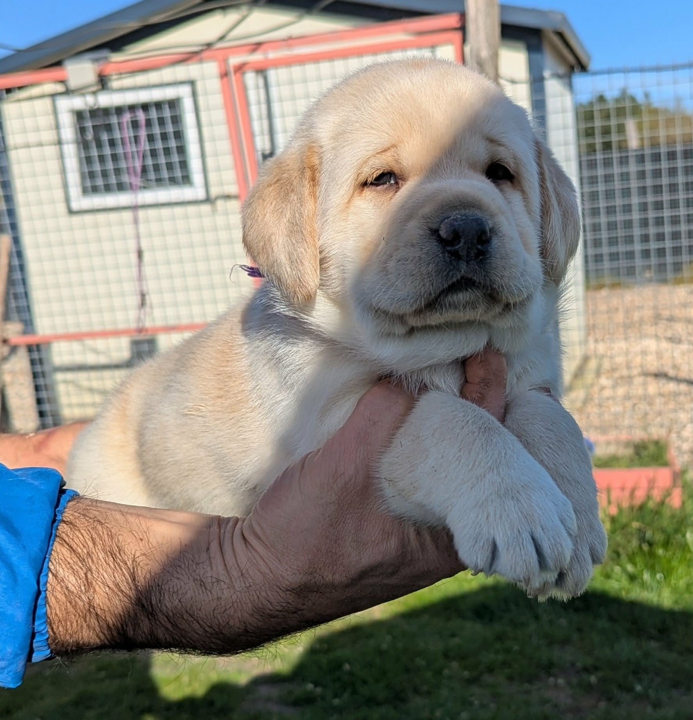 Du Domaine Charlésien - Chiots disponibles - Labrador Retriever