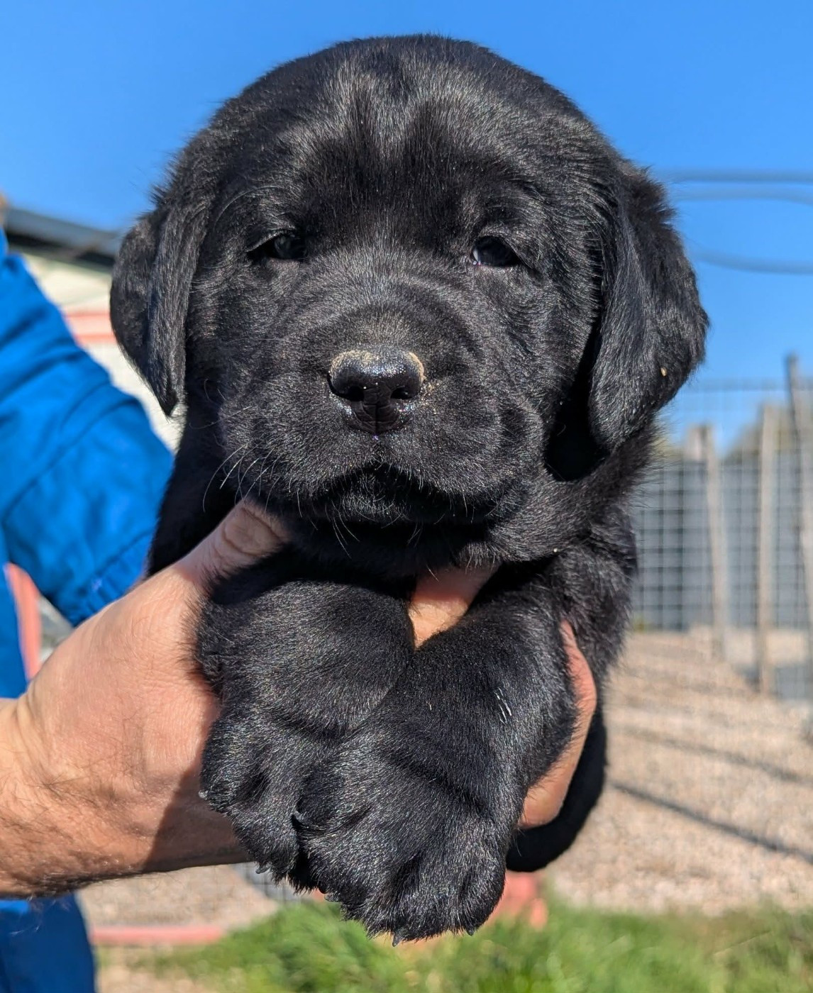 Du Domaine Charlésien - Chiots disponibles - Labrador Retriever