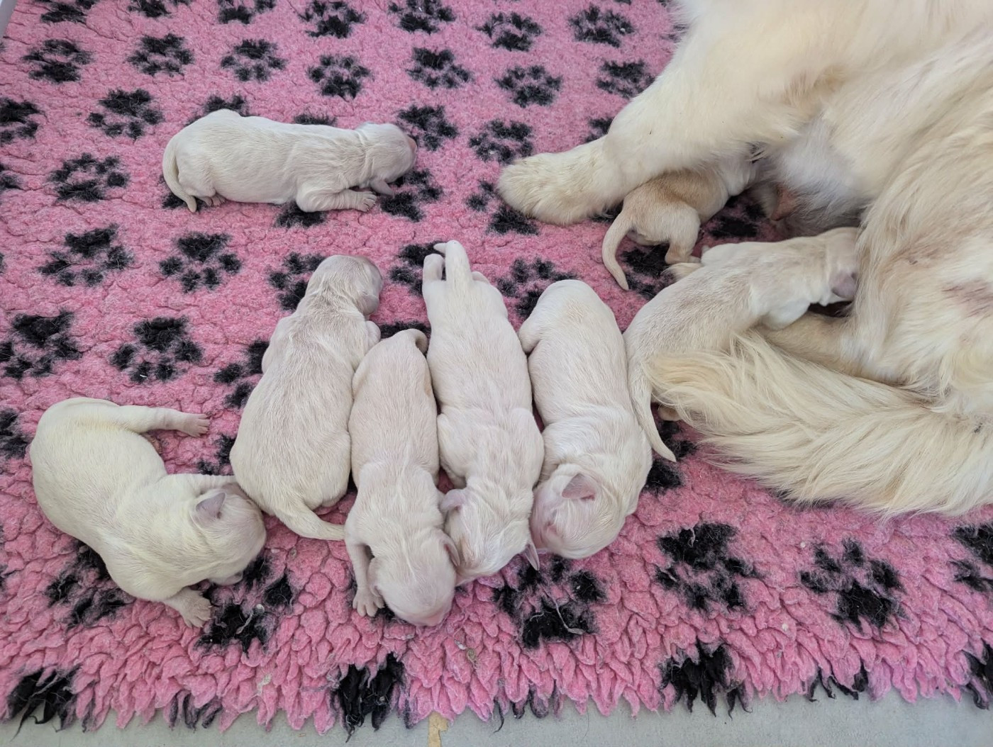 Du Domaine Charlésien - Chiots disponibles - Golden Retriever