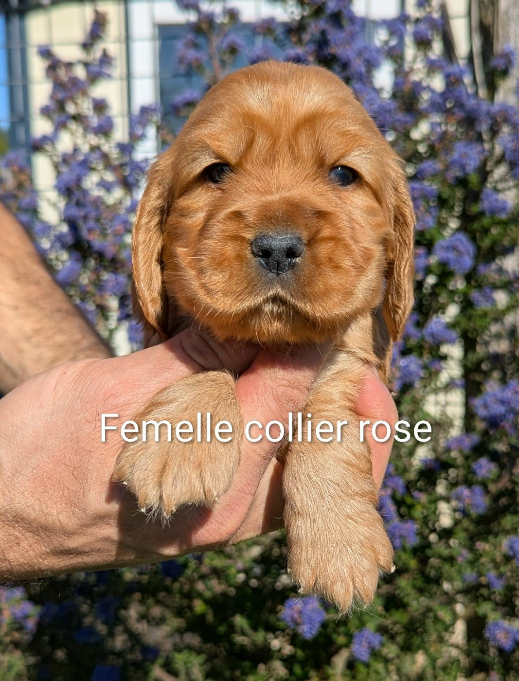 Du Domaine Charlésien - Cocker Spaniel Anglais - Portée née le 11/03/2026