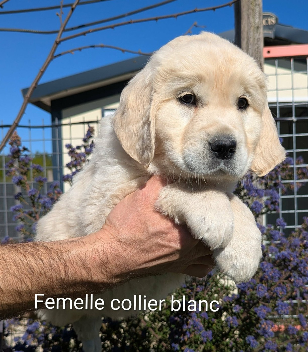 Du Domaine Charlésien - Chiots disponibles - Golden Retriever