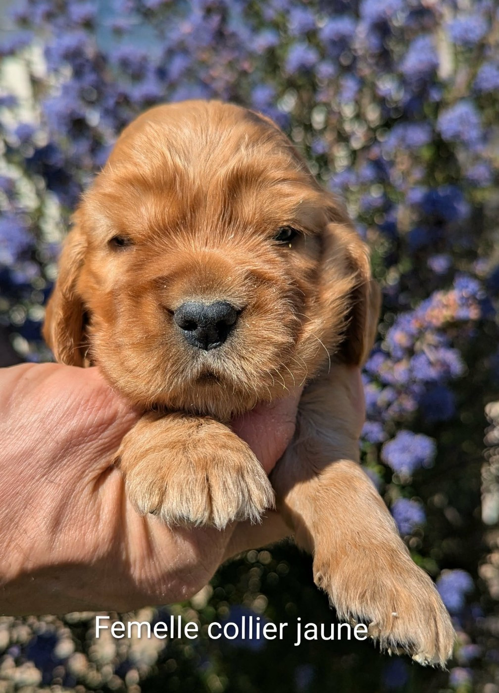 Du Domaine Charlésien - Cocker Spaniel Anglais - Portée née le 17/03/2026