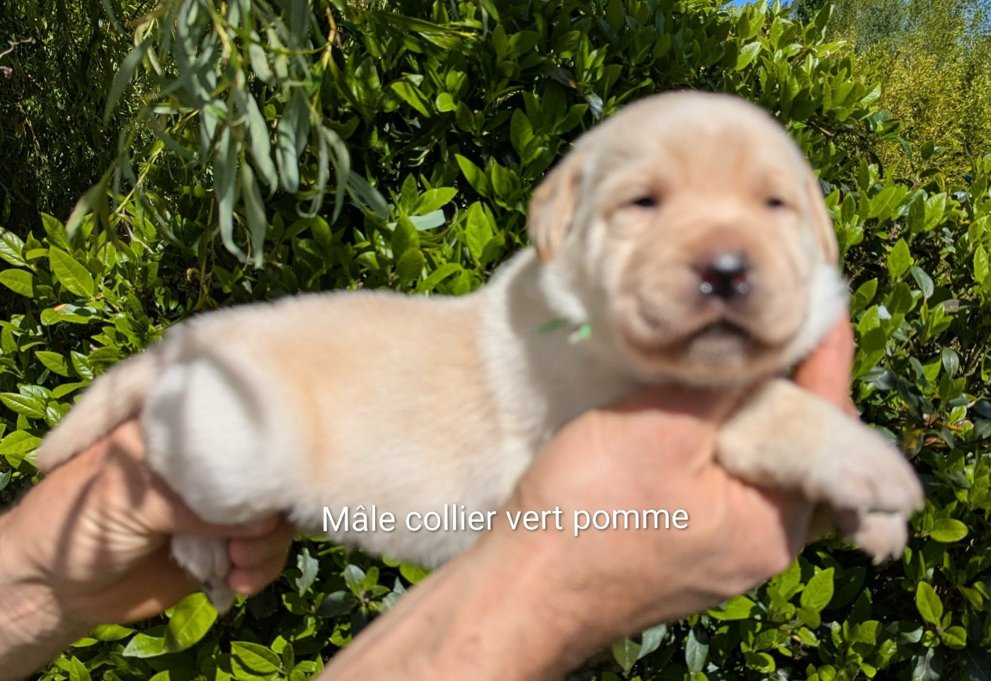 Du Domaine Charlésien - Chiots disponibles - Labrador Retriever