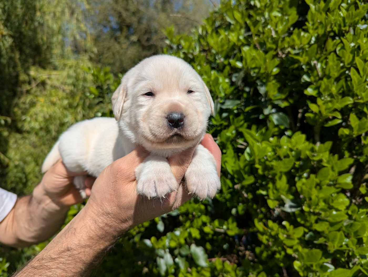 Du Domaine Charlésien - Chiots disponibles - Labrador Retriever