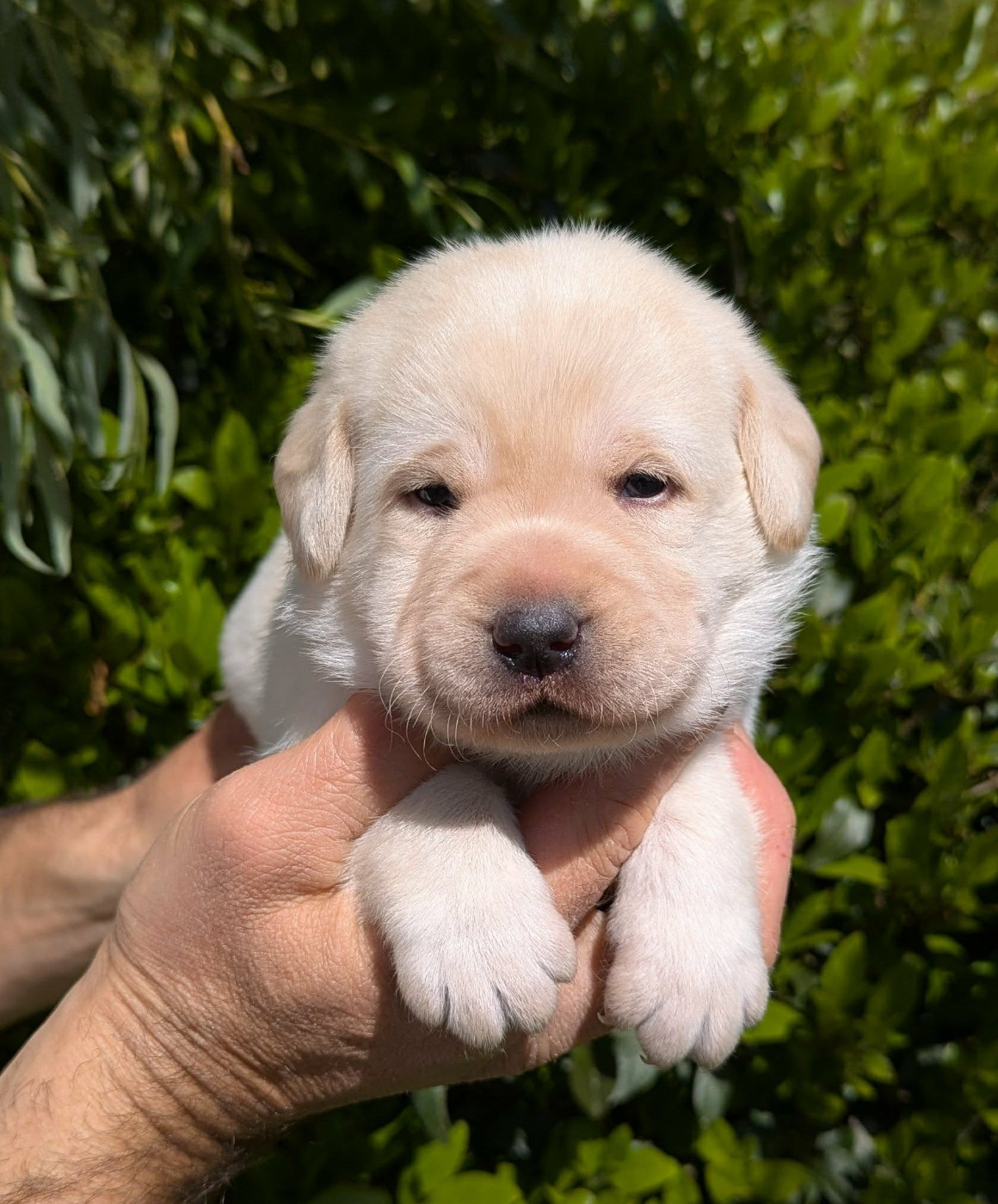 Du Domaine Charlésien - Chiots disponibles - Labrador Retriever