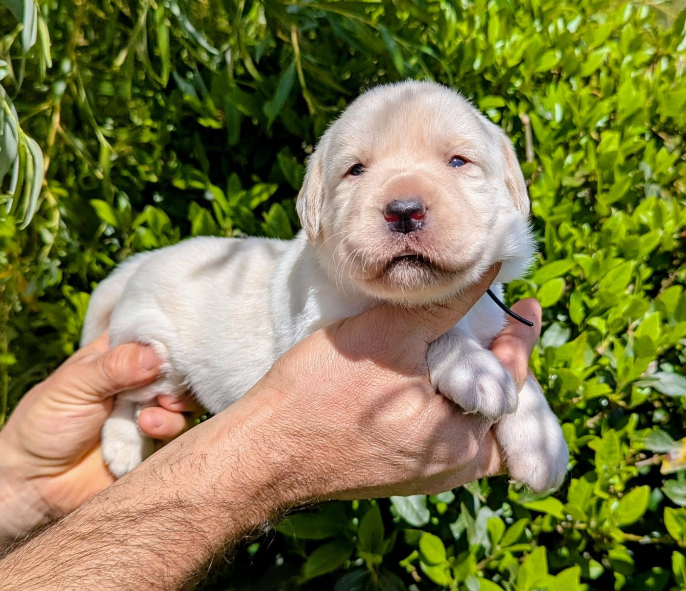 Du Domaine Charlésien - Chiots disponibles - Labrador Retriever