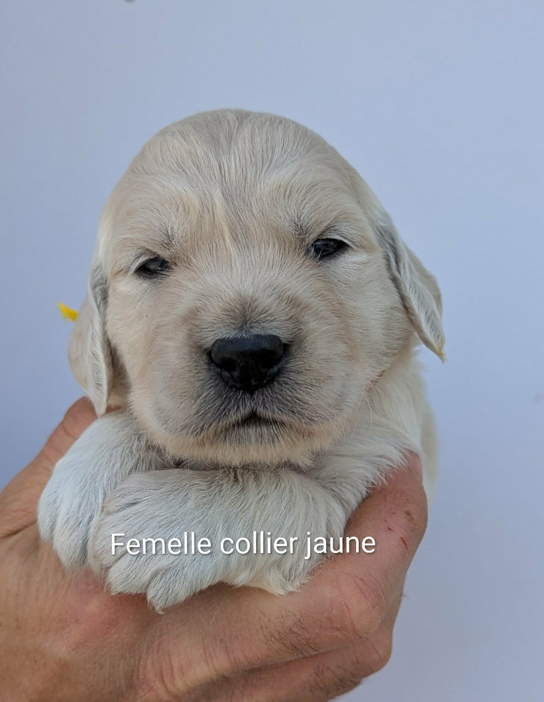 Du Domaine Charlésien - Chiots disponibles - Golden Retriever