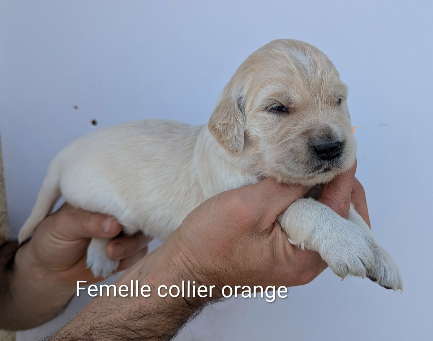 Du Domaine Charlésien - Chiots disponibles - Golden Retriever