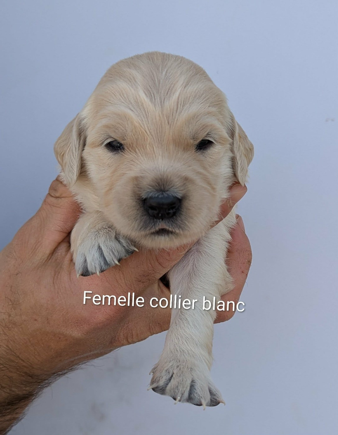 Du Domaine Charlésien - Chiots disponibles - Golden Retriever