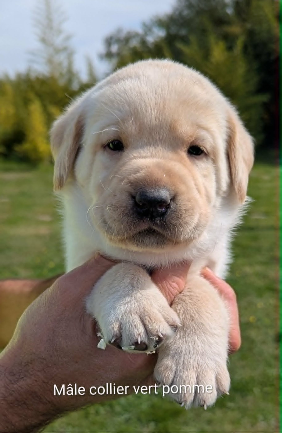 Du Domaine Charlésien - Chiots disponibles - Labrador Retriever