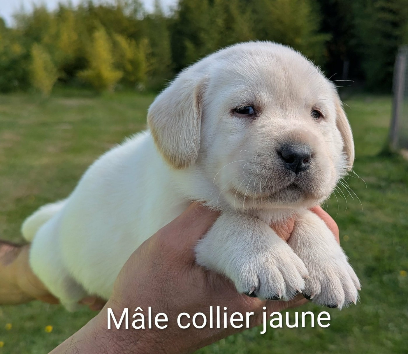 Du Domaine Charlésien - Chiots disponibles - Labrador Retriever