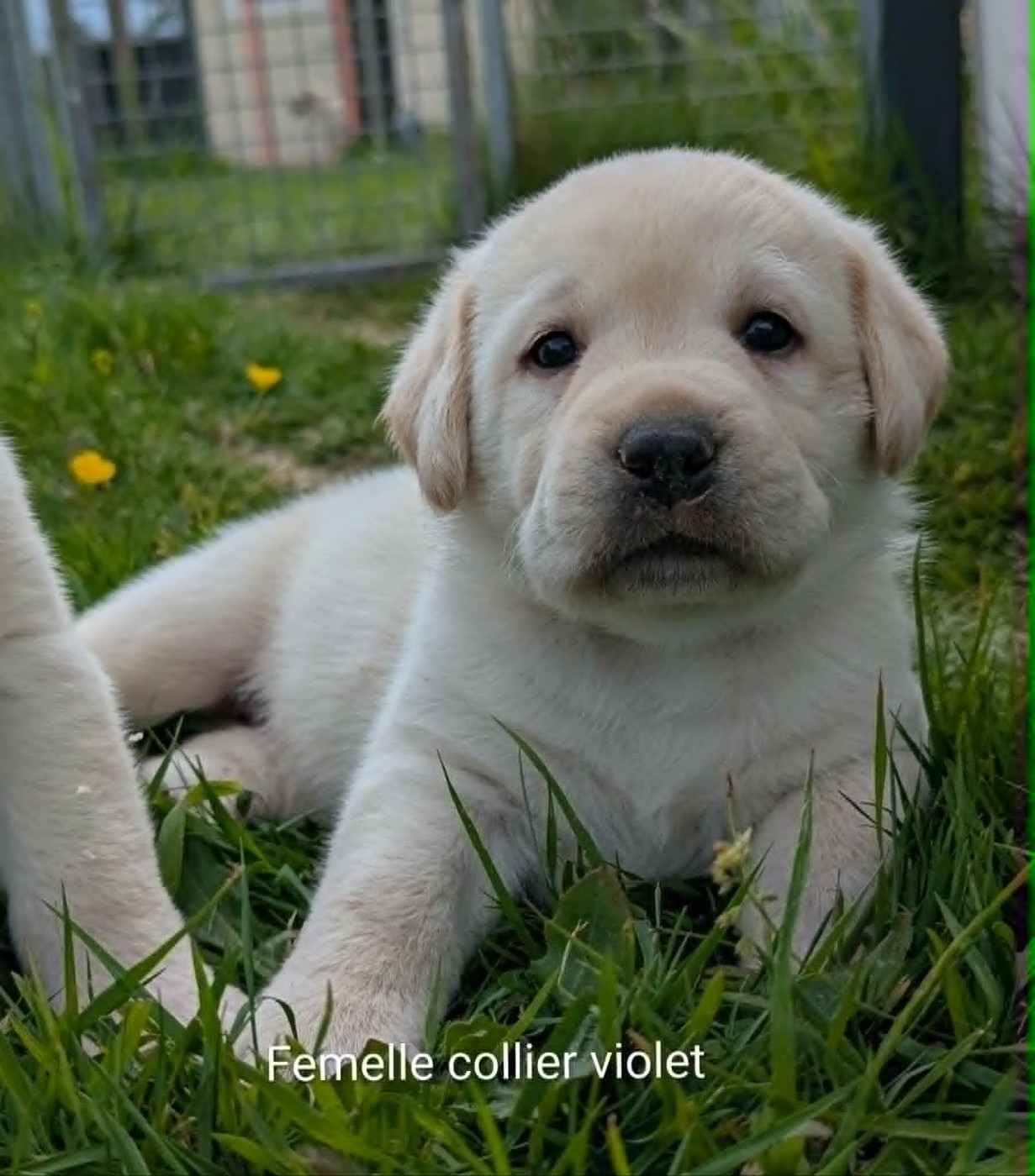 Du Domaine Charlésien - Chiots disponibles - Labrador Retriever