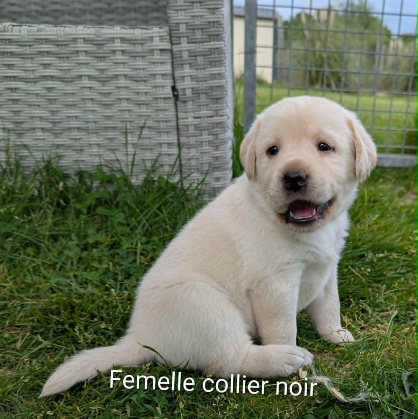 Du Domaine Charlésien - Chiots disponibles - Labrador Retriever