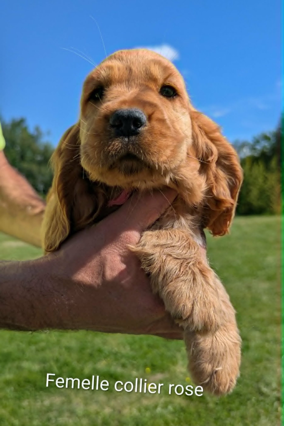 Du Domaine Charlésien - Cocker Spaniel Anglais - Portée née le 11/03/2026