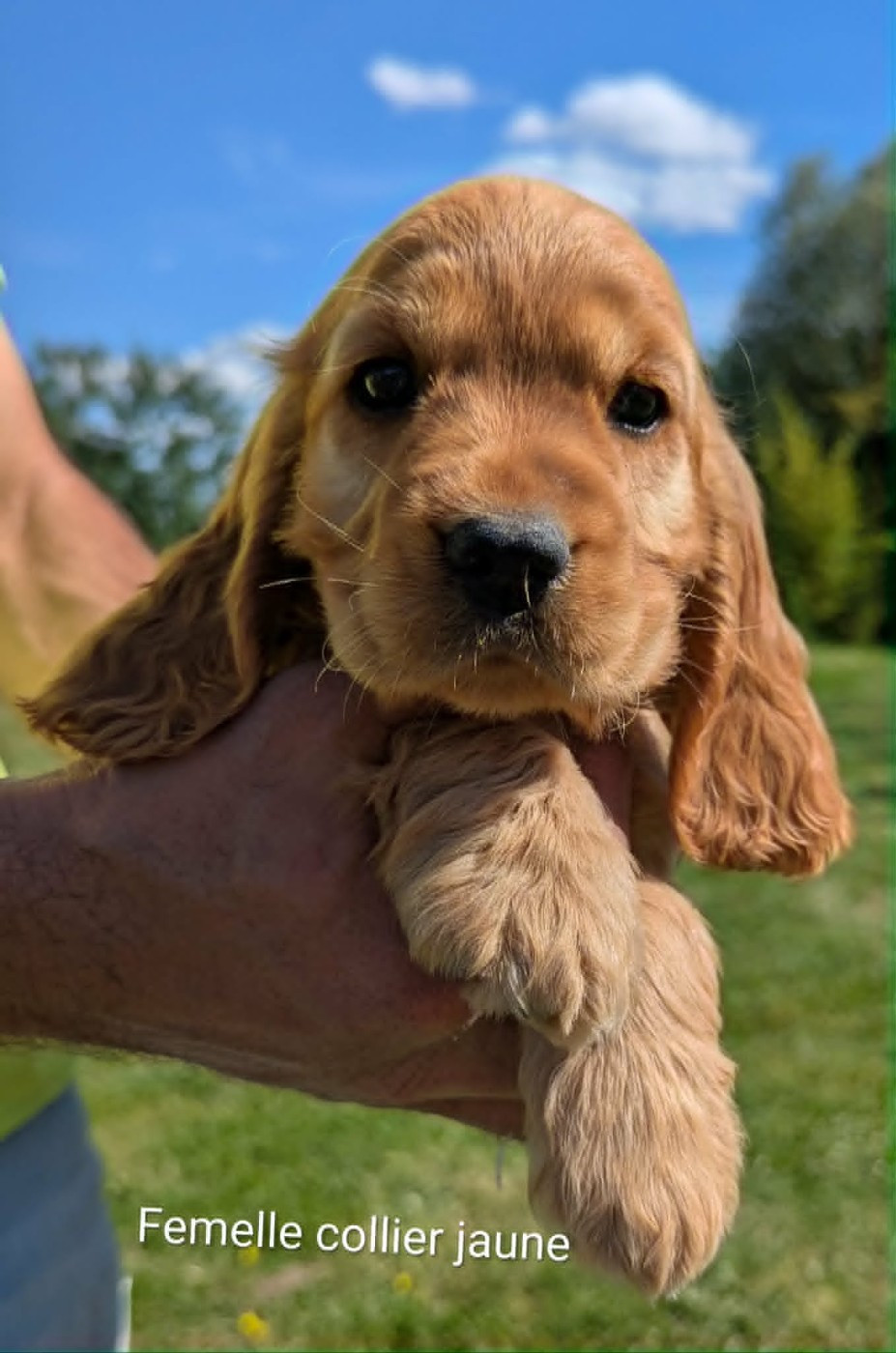 Du Domaine Charlésien - Cocker Spaniel Anglais - Portée née le 17/03/2026