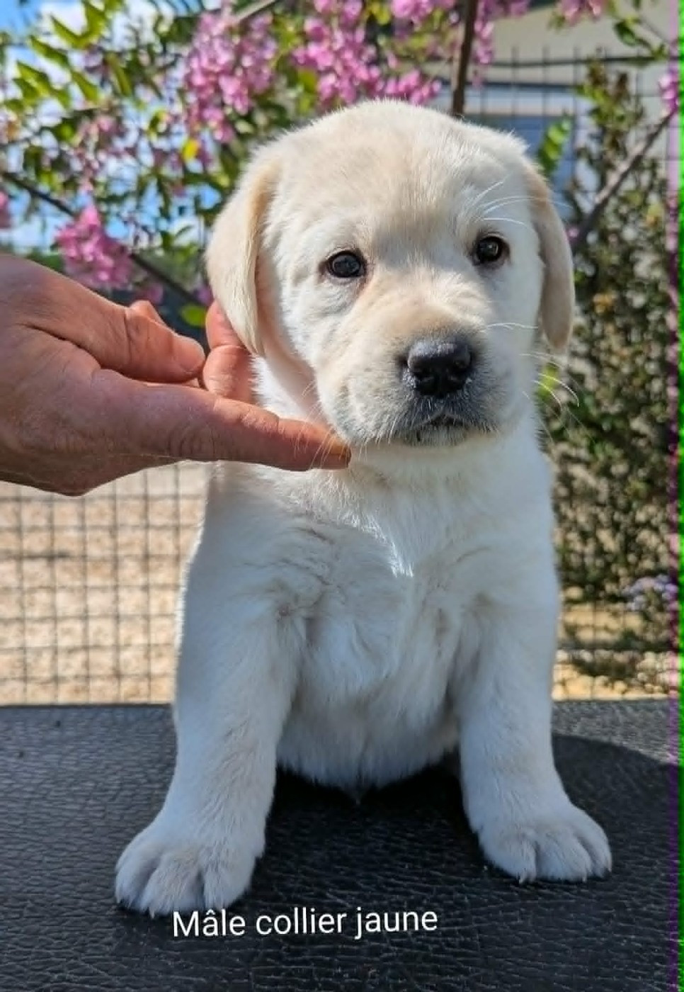 Du Domaine Charlésien - Chiots disponibles - Labrador Retriever