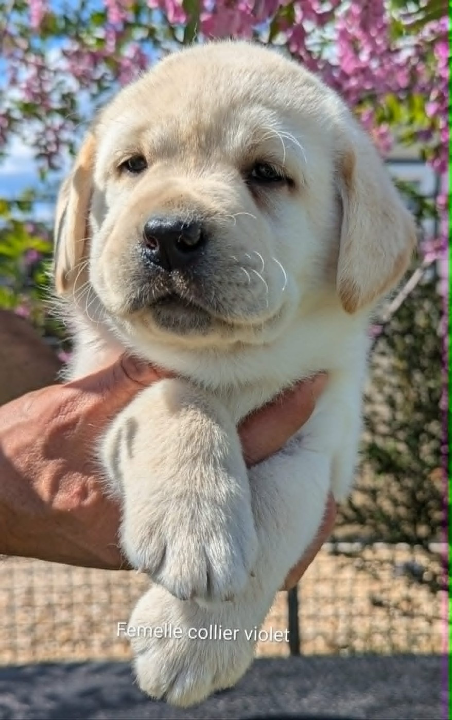 Du Domaine Charlésien - Chiots disponibles - Labrador Retriever