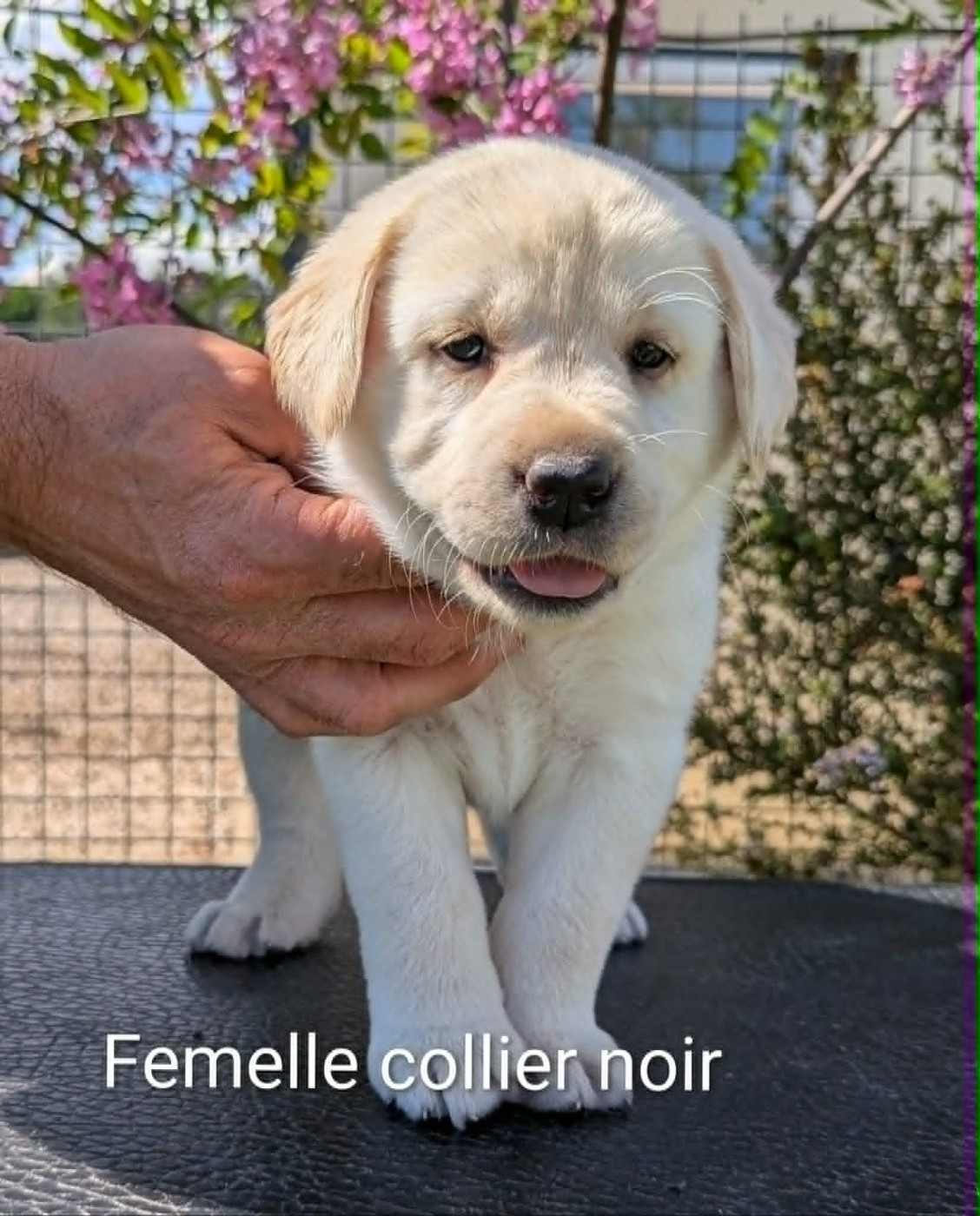 Du Domaine Charlésien - Chiots disponibles - Labrador Retriever